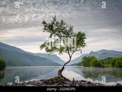 Lone Tree auf Llyn Padarn Stockfoto