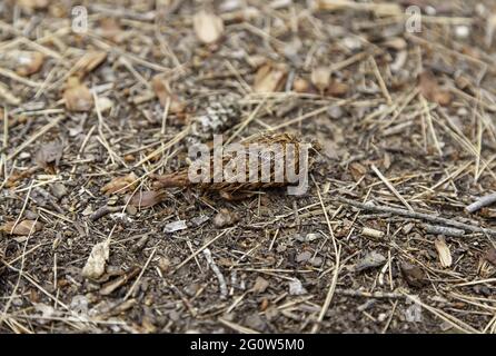 Detail von getrockneten Pinienfrüchten, Natur- und Umweltschutz Stockfoto