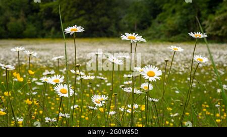 Wilde Gänseblümchen, die auf einem Feld in West Sussex, Großbritannien, wachsen Stockfoto