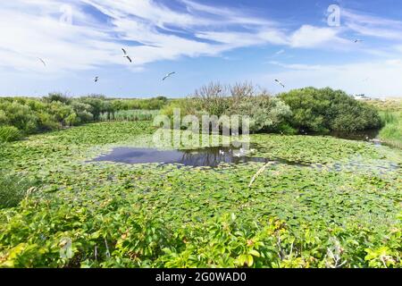 Teich mit Möwen auf der Düne von Helgoland, oder Helgoland, eine deutsche Insel in der Nordsee, im Sommer. Stockfoto