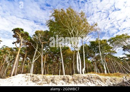 Der Wald Darsser Wald vom Strand Weststrand auf der Halbinsel Fischland-Darss-Zingst aus gesehen Stockfoto