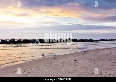 Drei Möwen bei Sonnenuntergang an der Küste von Wustrow auf der Halbinsel Fischland-Darss-Zingst, Deutschland. Stockfoto