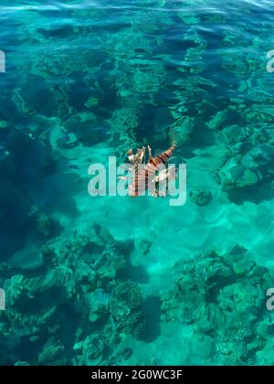 Giftiger Löwenfisch im Roten Meer Draufsicht Stockfoto