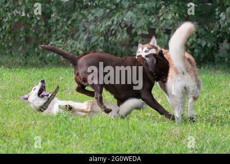 Sibirischer Husky, westsibirischer laika und labrador Retriever Welpen spielen auf einem grünen Gras im Sommerpark. Haustiere. Reinrassige Hündin. Stockfoto