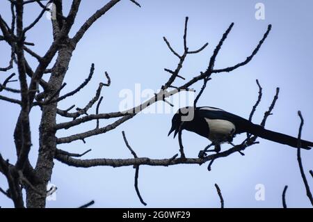 Elster auf einem Kiefernzweig in der Nähe des Sees Bouillouses (Pyrenees-Orientales, Ozitanien, Frankreich) Stockfoto