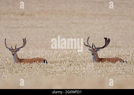 Zwei Damhirsche (Dama dama) mit Geweihen, die im Sommer mit Samt auf Weizenfeld/Maisfeld gekleidet sind Stockfoto