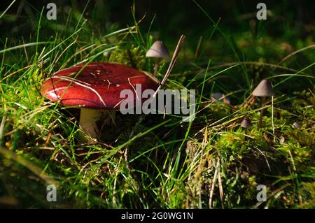 Pilze im Wald im Herbst (Berguedà, Katalonien, Spanien, Pyrenäen) ESP: Setas en el bosque durante el otoño (Berguedà, Cataluña, España) Stockfoto