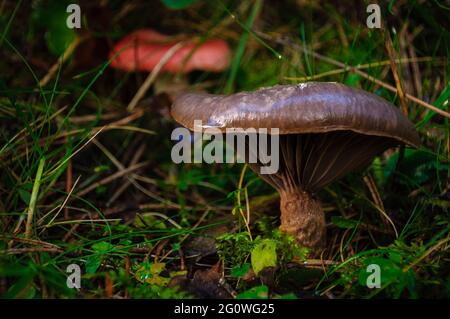 Pilze im Wald im Herbst (Berguedà, Katalonien, Spanien, Pyrenäen) ESP: Setas en el bosque durante el otoño (Berguedà, Cataluña, España) Stockfoto