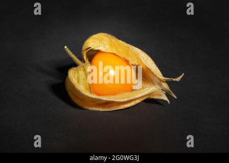 Einzelne Physalis auf schwarzem Hintergrund Stockfoto