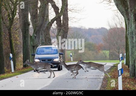 Fliehender Damhirsch (Dama dama) überquert während der Furche im Herbst die Straße vor dem Auto Stockfoto