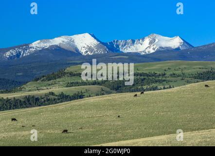 Rinder weiden in den Ausläufern unterhalb des Feuersteinbaches in der Nähe von Garrison, montana Stockfoto