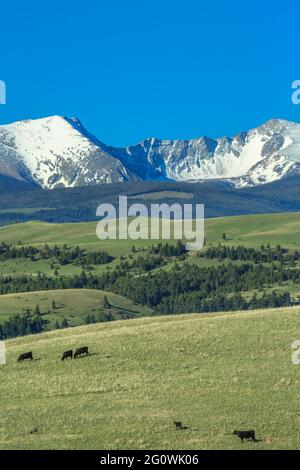 Rinder weiden in den Ausläufern unterhalb des Feuersteinbaches in der Nähe von Garrison, montana Stockfoto