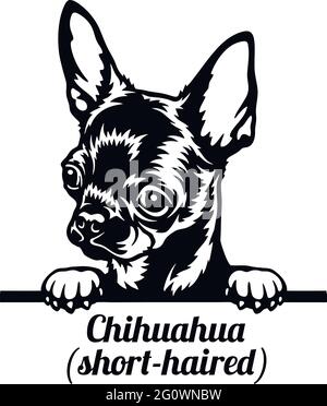 Chihuahua Peeking Dog - Kopf isoliert auf weißem - Vektorstock Stock Vektor