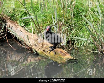 Moorhen Küken - Gallinula chloropus steht auf einem Holzstamm und wartet darauf, gefüttert zu werden Stockfoto