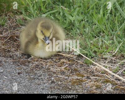 Kanadas Gänseküken - Branta canadensis Stockfoto