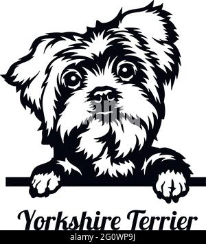Yorkshire Terrier Peeking Dog - Kopf isoliert auf weißem - Vektorstock Stock Vektor