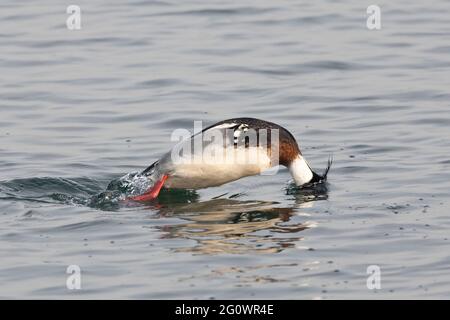 Ein männlicher Rotbrustmerganser, Mergus Serrator, der im Wasser taucht Stockfoto