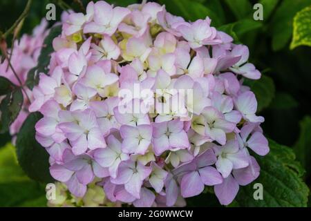 Hortensienblüten im Park Stockfoto