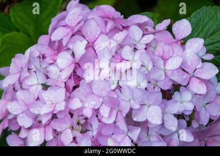 Hortensienblüten im Park Stockfoto
