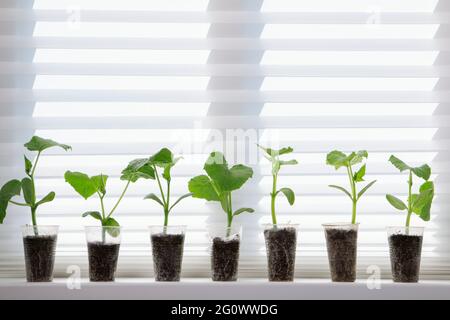 Die Sämlinge der Gurken im Topf auf der Fensterbank. Gemüse im Boden zu Hause anbauen. Stockfoto