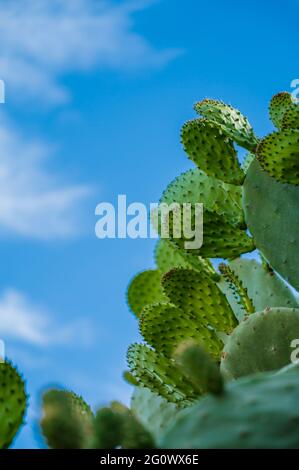 Nahaufnahme eines wilden grünen Kaktus mit blauem Himmel auf dem Hintergrund. Stockfoto