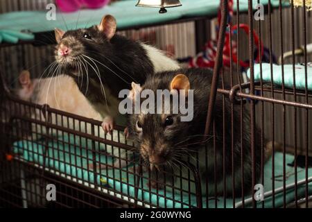 Freundliches Haustier, fancy, in den bergen, und Ratten mit Kapuze, die in einem Metallkäfig spielen Stockfoto