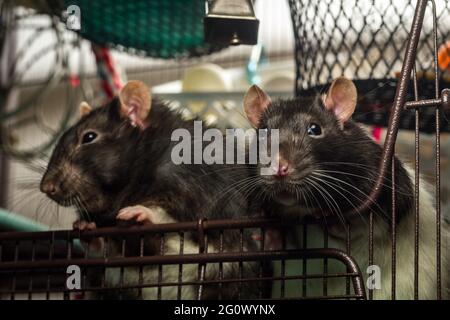 Freundliches Haustier, fancy, in den bergen, und Ratten mit Kapuze, die in einem Metallkäfig spielen Stockfoto