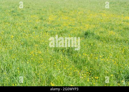 Masse von gelb blühenden schleichenden Buttercup / Ranunculus repens auf der Weide. Problem invasive landwirtschaftliche Unkraut. Einmal als Heilpflanze verwendet. Stockfoto