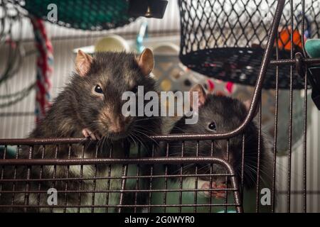 Freundliches Haustier, fancy, in den bergen, und Ratten mit Kapuze, die in einem Metallkäfig spielen Stockfoto