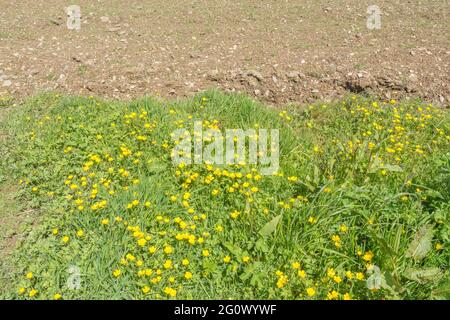 Masse der gelb blühenden schleichenden Buttercup / Ranunculus repens am Feldrand. Problem invasive landwirtschaftliche Unkraut. Einmal als Heilpflanze verwendet. Stockfoto