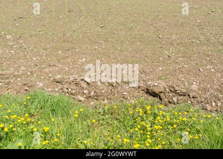 Masse der gelb blühenden schleichenden Buttercup / Ranunculus repens am Feldrand. Problem invasive landwirtschaftliche Unkraut. Einmal als Heilpflanze verwendet. Stockfoto