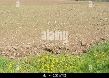 Masse der gelb blühenden schleichenden Buttercup / Ranunculus repens am Feldrand. Problem invasive landwirtschaftliche Unkraut. Einmal als Heilpflanze verwendet. Stockfoto