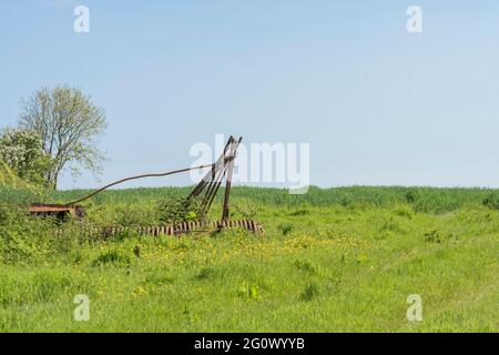 Masse von gelb blühenden schleichenden Buttercup / Ranunculus repens in beschnittenen Feld. Problem invasive landwirtschaftliche Unkraut. Einmal als Heilpflanze verwendet. Stockfoto