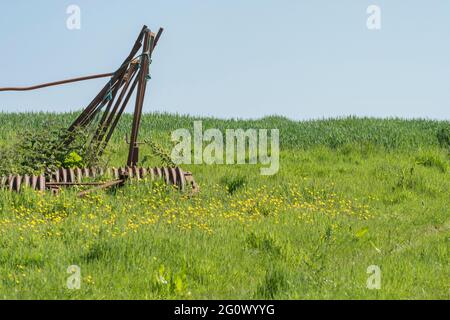 Masse von gelb blühenden schleichenden Buttercup / Ranunculus repens in beschnittenen Feld. Problem invasive landwirtschaftliche Unkraut. Einmal als Heilpflanze verwendet. Stockfoto