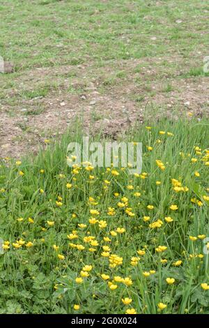 Masse der gelb blühenden schleichenden Buttercup / Ranunculus repens am Feldrand. Problem invasive landwirtschaftliche Unkraut. Einmal als Heilpflanze verwendet. Stockfoto