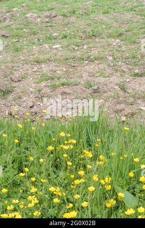 Masse der gelb blühenden schleichenden Buttercup / Ranunculus repens am Feldrand. Problem invasive landwirtschaftliche Unkraut. Einmal als Heilpflanze verwendet. Stockfoto