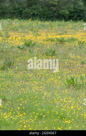 Masse von gelb blühenden schleichenden Buttercup / Ranunculus repens auf der Weide. Problem invasive landwirtschaftliche Unkraut. Einmal als Heilpflanze verwendet. Stockfoto