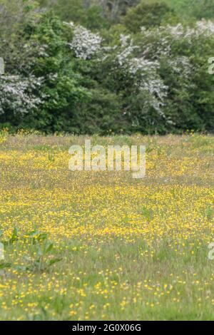 Masse von gelb blühenden schleichenden Buttercup / Ranunculus repens auf der Weide. Problem invasive landwirtschaftliche Unkraut. Einmal als Heilpflanze verwendet. Stockfoto