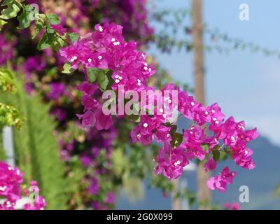 Zweig der großen Bougainvillea mit weichen violetten Blüten Stockfoto
