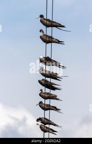 Vertikale Aufnahme von Vögeln, die auf elektrischen Drähten sitzen Stockfoto