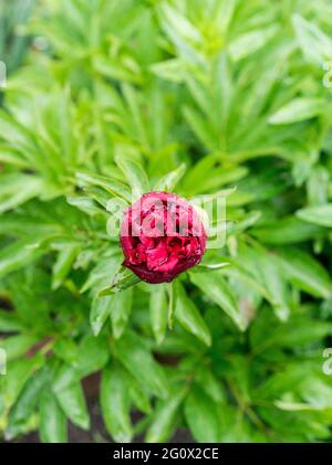 Nahaufnahme der roten Knospe auf dem grünen Blatt. Selektiver Fokus. Schöner unscharfer Bokeh-Hintergrund. Stockfoto