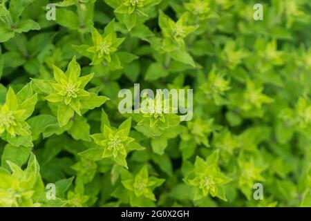 Nahaufnahme einer Pflanze. Nahaufnahme von Kräutern im Garten, Nahaufnahme von grünem Gras, dekorative Minze, grünes Grasmuster, Saison der Zweig. Selektiver Fokus Stockfoto