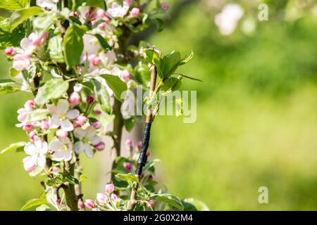 Fruchtbaum Vermehrungskonzept, Birnenbaum im Frühjahr zu Apfelbaum vermehrt. Peitsche und Zunge Transplantation Technik mit Polythenband. Stockfoto