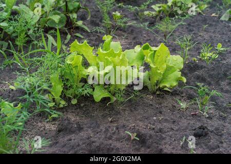Grüner Bio-Salat wächst im Garten Stockfoto