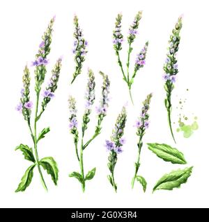 Heilende Verbena officinalis Set. Aquarell handgezeichnete Illustration, isoliert auf weißem Hintergrund Stockfoto