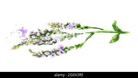 Heilende Verbena officinalis. Aquarell handgezeichnete Illustration isoliert auf weißem Hintergrund Stockfoto