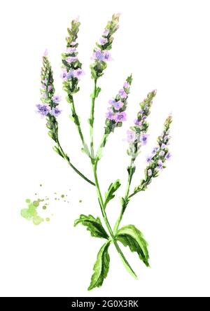 Heilende Verbena officinalis Pflanze. Aquarell handgezeichnete Illustration, isoliert auf weißem Hintergrund Stockfoto