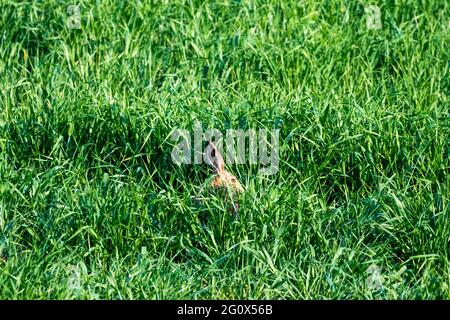 Brauner Hase hockend in einer wachsenden Ernte bei Ken Hill, Snettisham in Norfolk. Stockfoto