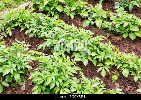 Reihen von Kartoffeln in einem Garten Gemüsegrundstück oder Zuteilung. Stockfoto