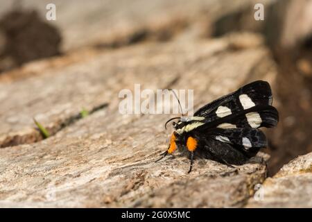 Acht-beschmutzte Förster (Alypia octomaculata) Stockfoto